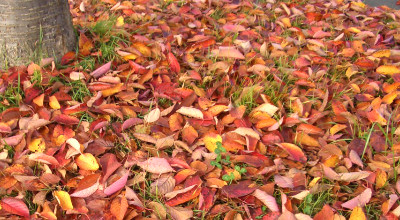 10/22:プチ桜通り 10/22:プチ桜通り