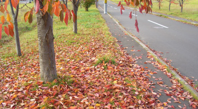 10/22:プチ桜通り 10/22:プチ桜通り