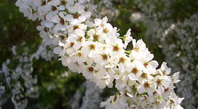 05/19:オホブラ百貨店の事務所近くの花など:雪柳 05/19:オホブラ百貨店の事務所近くの花など:雪柳