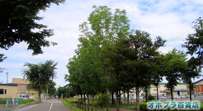 8/10:オホブラ百貨店:小町泉通り 8/10:オホブラ百貨店:小町泉通り