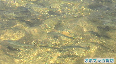 成田養魚場(河東郡士幌町) 成田養魚場(河東郡士幌町)