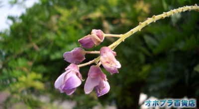8/25:オホブラ百貨店:小町泉通りの藤の花 8/25:オホブラ百貨店:小町泉通りの藤の花