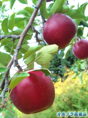 篠根果樹園（北見市昭和）でリンゴ狩り