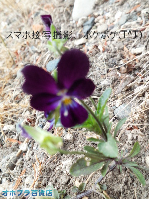 7/26:オホブラ百貨店・今朝の北見市 7/26:オホブラ百貨店・今朝の北見市