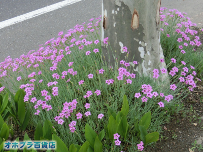 6/17FIzuSݓXE̖ks