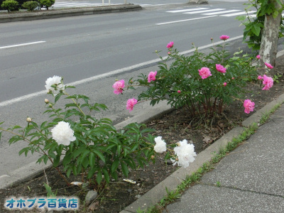6/17FIzuSݓXE̖ks