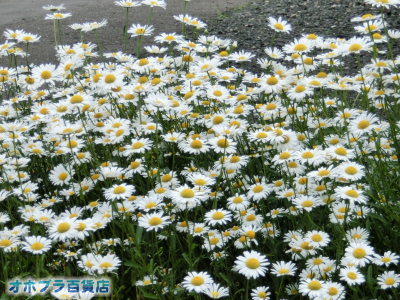 6/19FIzuSݓXE̖ks