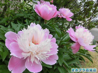 6/19FIzuSݓXE̖ks