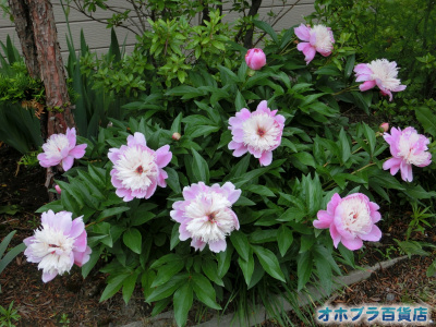6/23FIzuSݓXE̖ks