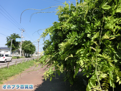 6/27FIzuSݓXE̖ks