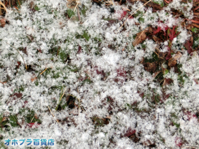 11/17FIzuSݓXE̖ks