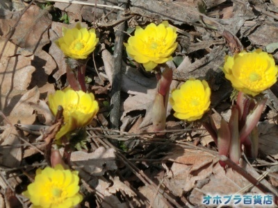 4/6FIzuSݓXE̖ks