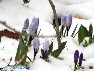 4/12FIzuSݓXE̖ks