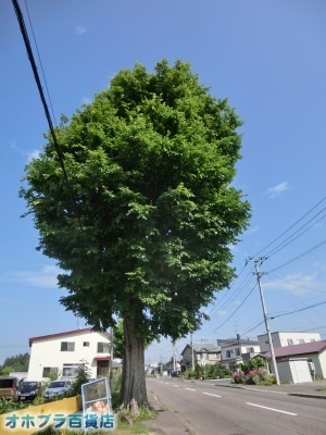 8/4FIzuSݓXE̖ks