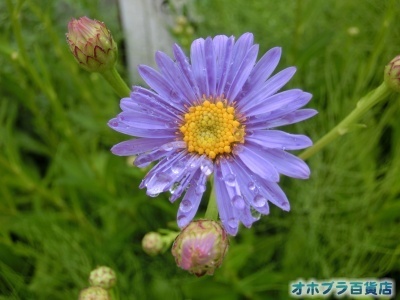 8/12FIzuSݓXE̖ks
