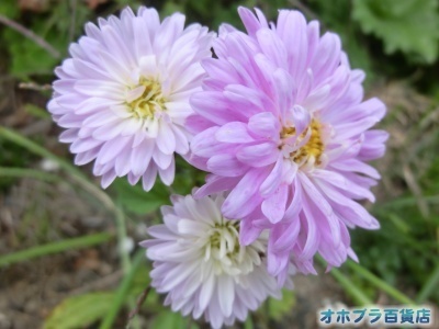 10/3FIzuSݓXE̖ks