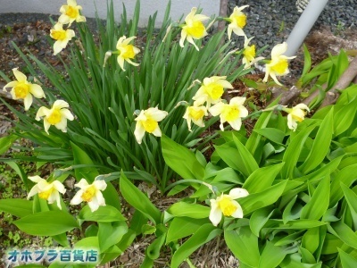05-25FIzuSݓXE̖ks