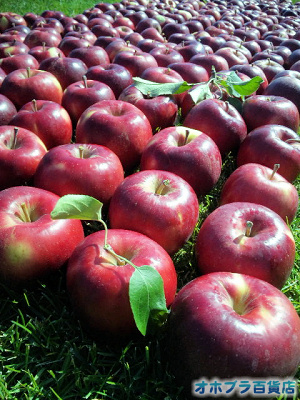 篠根果樹園（北見市昭和）でリンゴ狩り