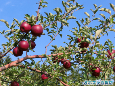 オホブラ百貨店：篠根果樹園でリンゴ狩り