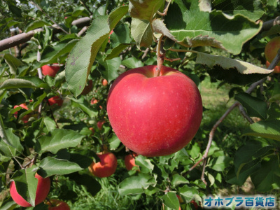 オホブラ百貨店：篠根果樹園でリンゴ狩り