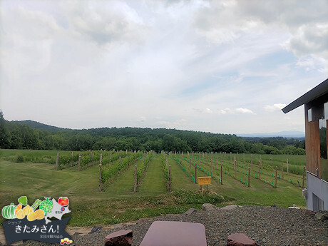 Infeeld winery(t@[)^ks